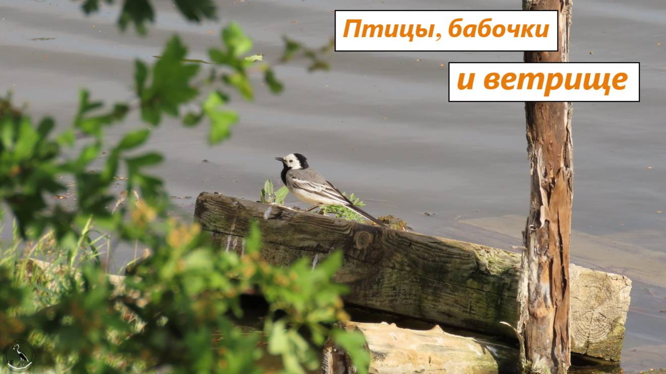 Ветер и волны. Бабочки и птицы: лунь, белая трясогузка и птенцы лысухи. 20-е числа мая 2025