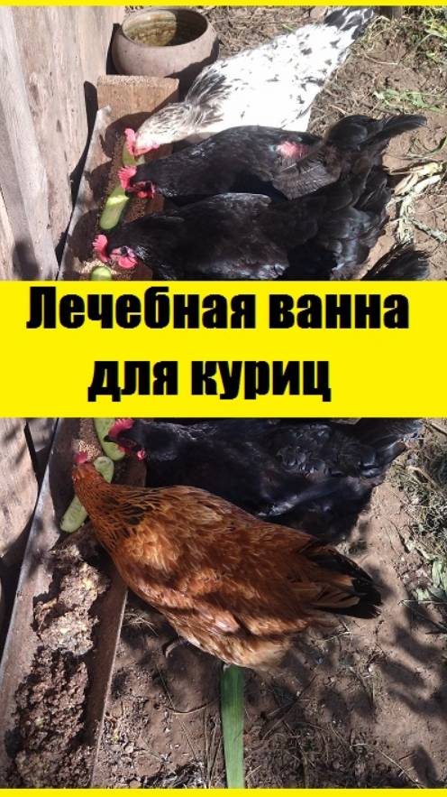 Как сделать полезную лечебную ванну для куриц?