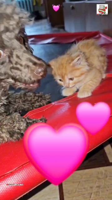 Половинку сердца своего 🐩💕😻