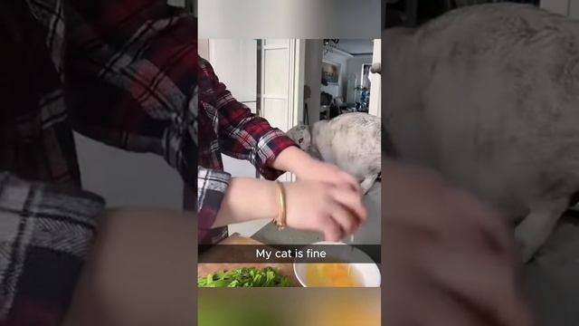 Котики