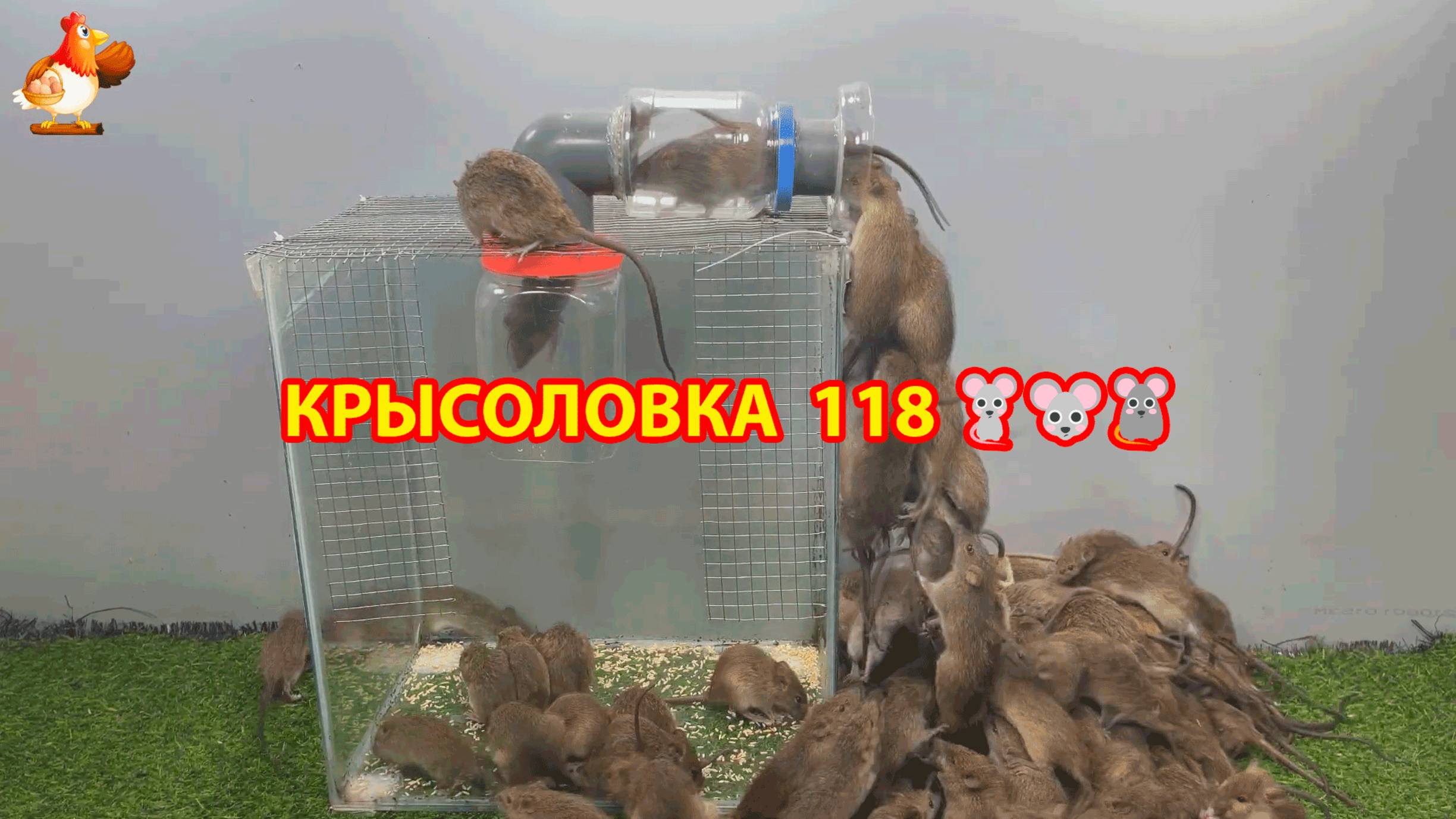 Крысоловка вариант (118) 🐀 Как сделать крысоловку своими руками и поймать кучу крыс 🐀🐁🐀