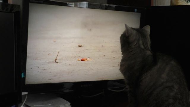 Short kat Муся и монитор