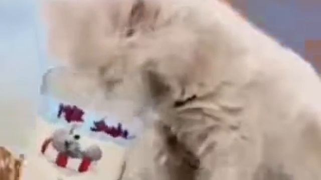 Кот напился молока и говорит что он русский
