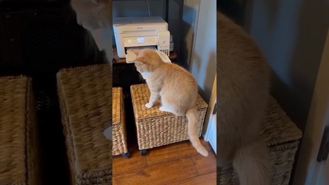 подборка смешных котиков