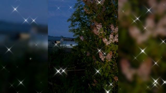 🌺 СИРЕНЬ 🌺 30 МАЯ 2025 г.🌺