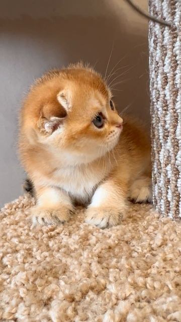 Вислоухий плюшевый котёнок 
https://t.me/Bel_Lmur