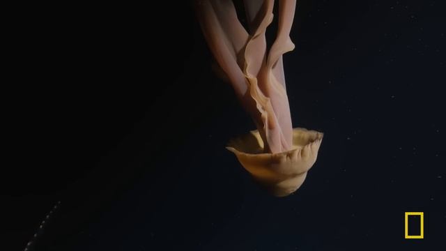 Hunt for the Giant Squid | SPECIAL | Nat Geo Animals