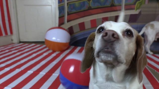 Dogs vs Evil Teddy Bear Prank: Funny Dogs Maymo, Penny, & Potpie