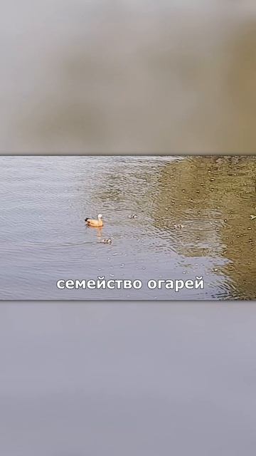 семейство огарей😍