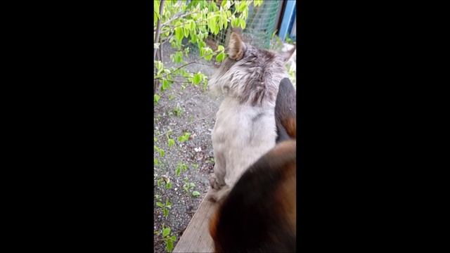 Собака. Кот. Том и Фокс