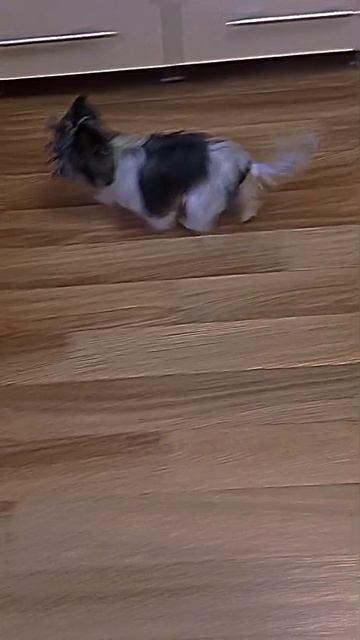 едем на дачу🐶
