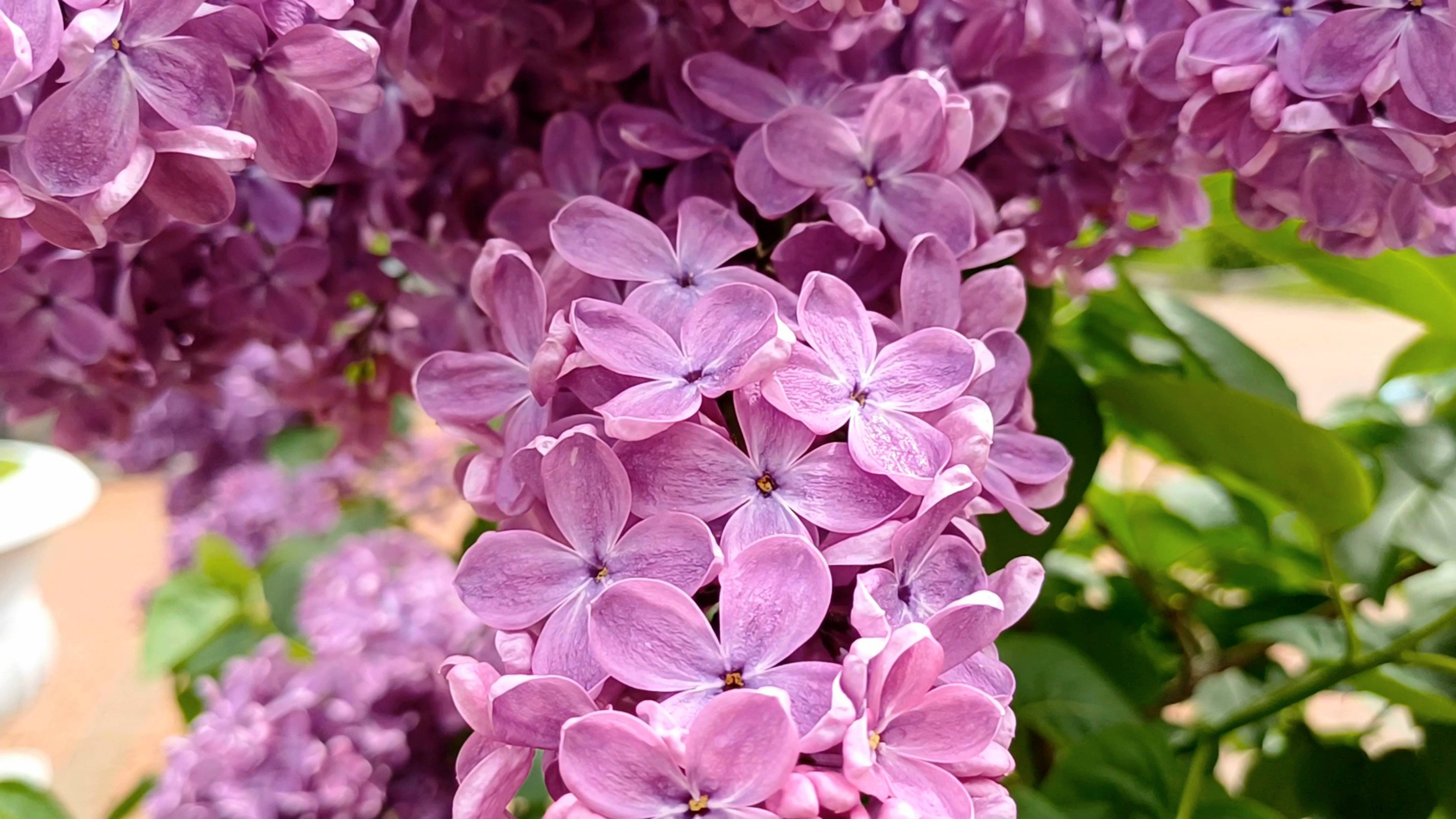 🌸 Аромат Весны | Прогулка Среди Благоухающей Сирени ✨🌿