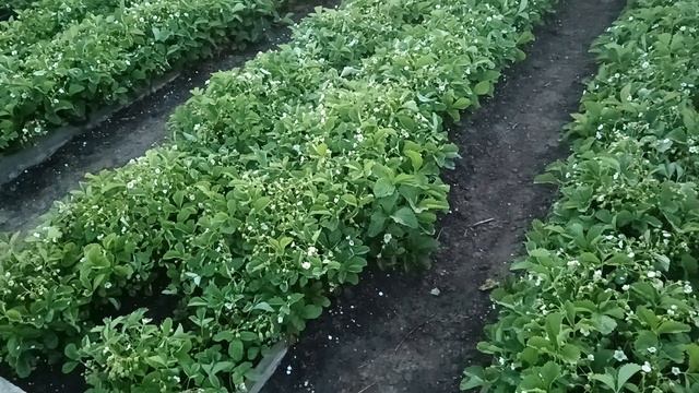 Обзор правильной клубничной грядки.