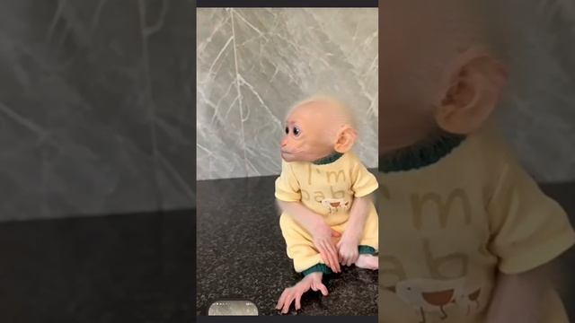 Очень  требовательная Little monkey Duke ... 1000008938.mp4