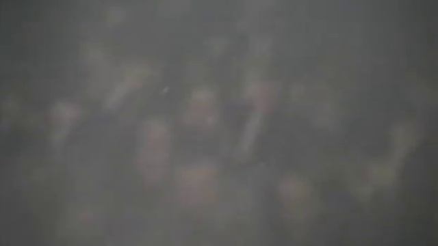 Егор Летов - Харакири (Концерт 1994)