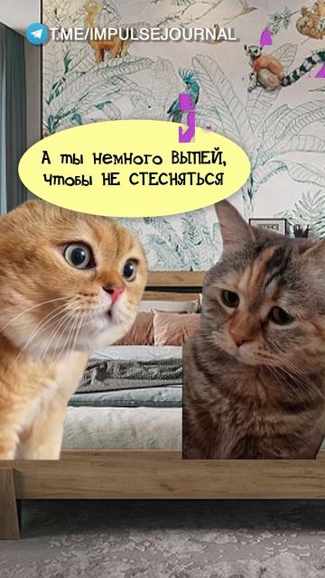 Это точно (Мяукаем в телеграм Импульс Журнал 👉 @impulsejournal ) #пустьговорят #коты