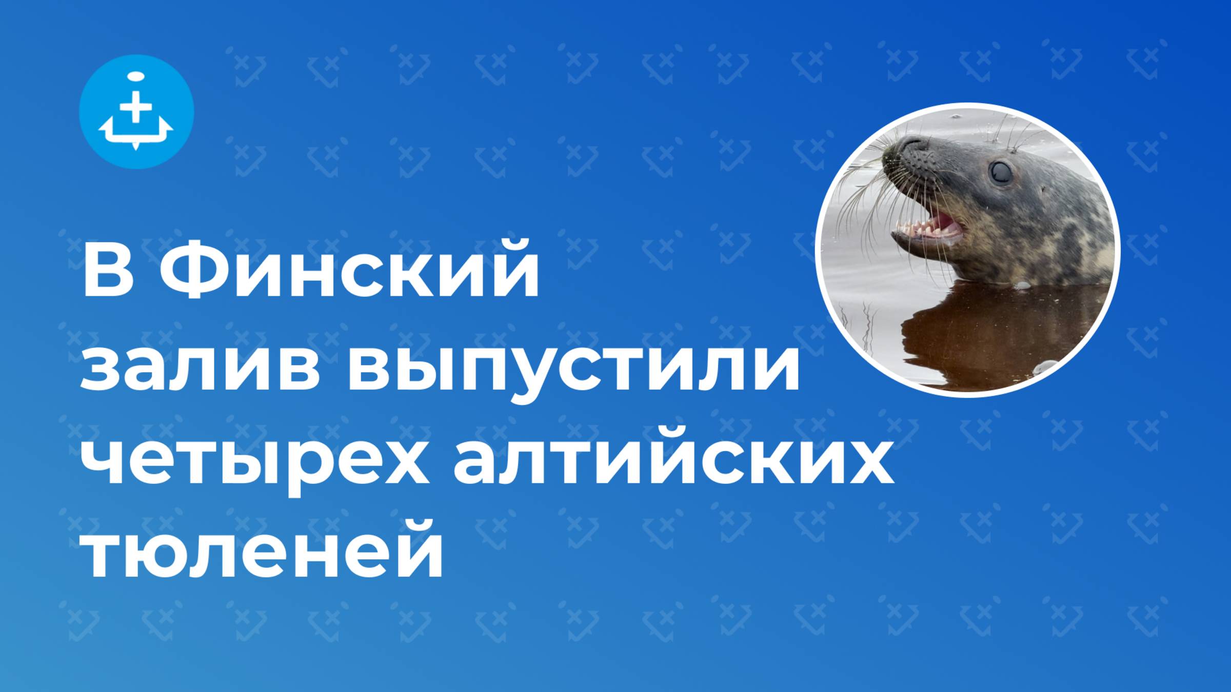 В Финский залив выпустили четырех балтийских тюленей