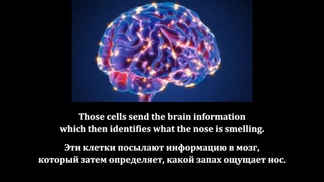 Repeat after the speaker_Five Senses_for Kids