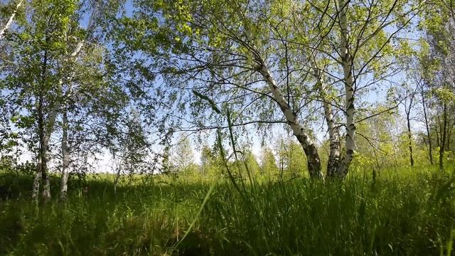 speedybee master5 v2 в лесу.