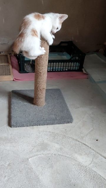 Котенок рыжий для Авито.