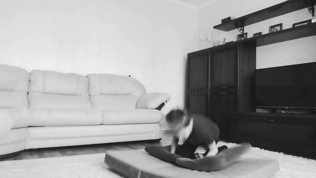 НЕУДАЧНОЕ САЛЬТО НАЗАД😱