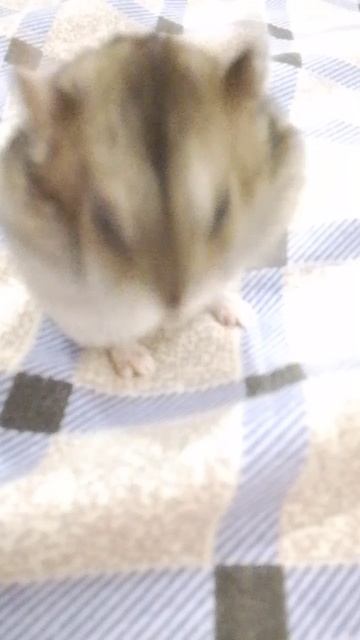 у меня новый хомяк её зовут Вика