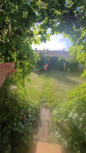 Васька