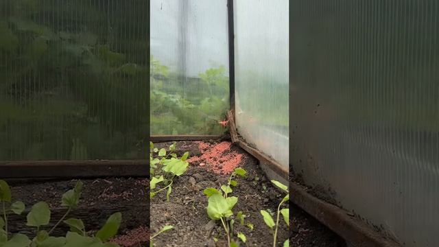 А как вы боретесь с муравьями? #уралочка #уральскаядевушка