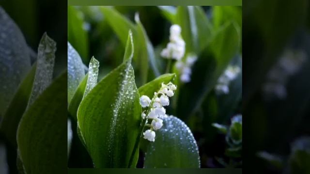 Какая красивая ты и моя (стихи Михаил Светозар).
