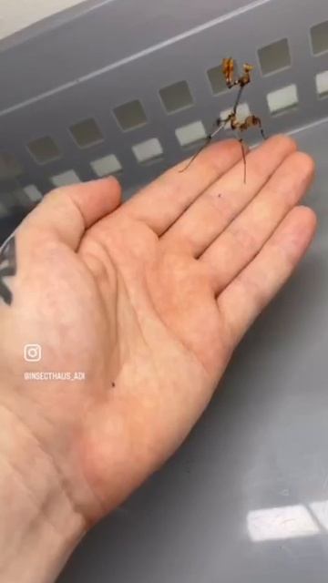 Эволюция насекомых у него на руке