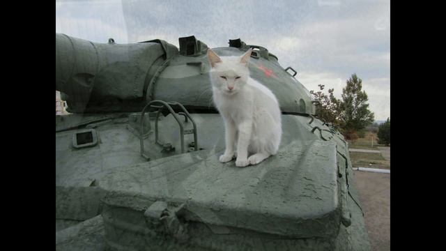 Разговор с котом