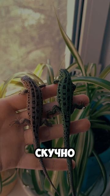 Рептилий много не бывает 🦎