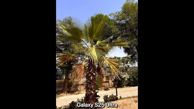 Honor 400 Pro vs Samsung Galaxy S25 Ultra - сравнение камер в реальной жизни