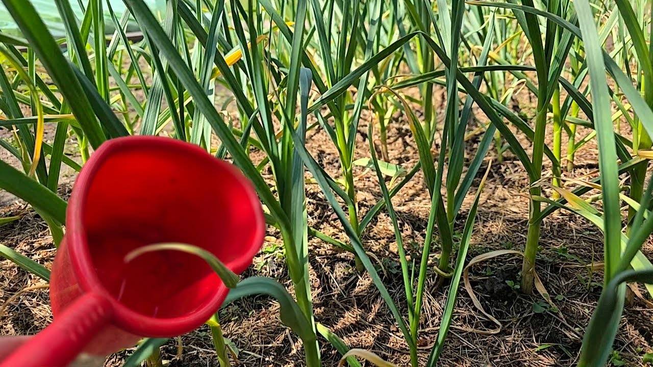 🧄 ВОТ ПОЧЕМУ ЖЕЛТЕЕТ ЧЕСНОК! Как спасти чеснок — лучшее удобрение для чеснока 🌱