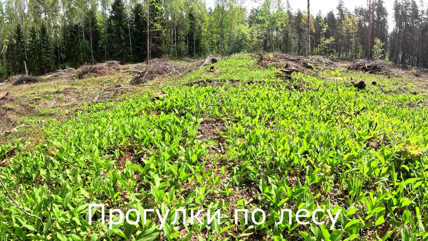 Прогулки по лесу. Вышел на ландышевую аллею.