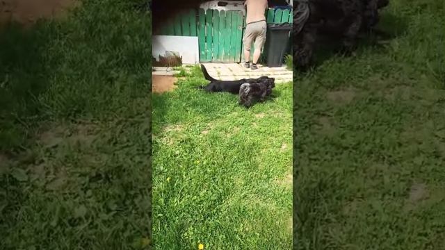 Зёма на прогулке с друзьями)