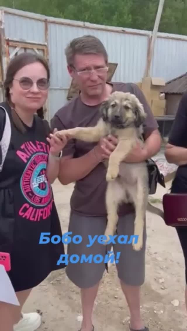 Бобо уехал домой!
