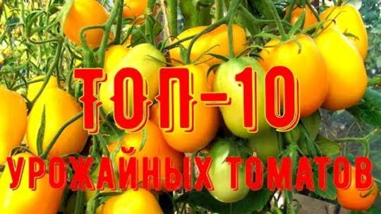 ТОП-10 Самых Урожайных Сортов Томатов — Выращивай Больше, Трать Меньше!