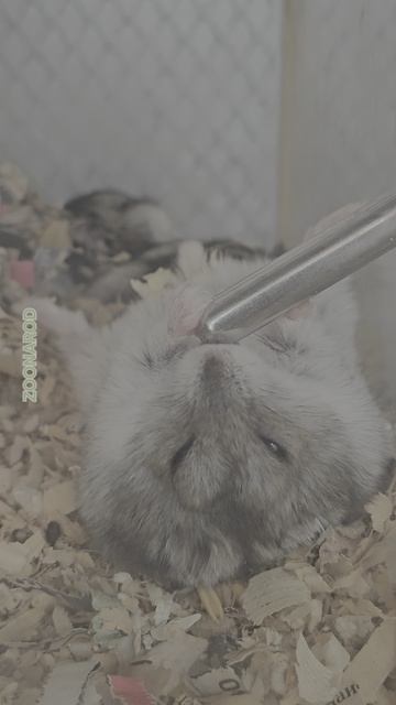 Хомяк-лентяй.