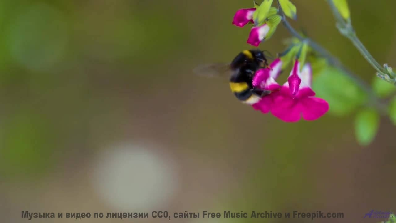 Звуковая магия этих водопадов! - Lifes Rhythms -- Independent Music Licensing Collective (IMLC) -- N