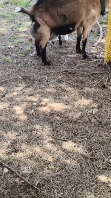 video_2025-05-30_10-49-39