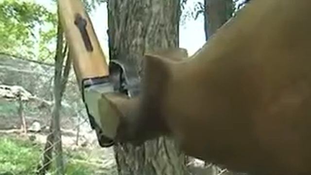 Fazani u prihvatilištu Ld. Soko Mali Radinci