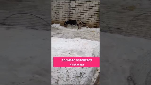 Собачке нужна помощь