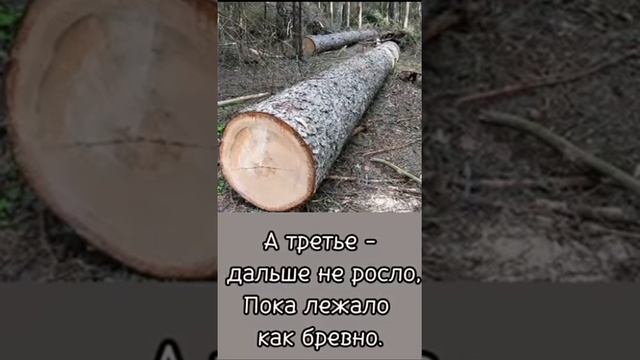 притча о трёх деревьях