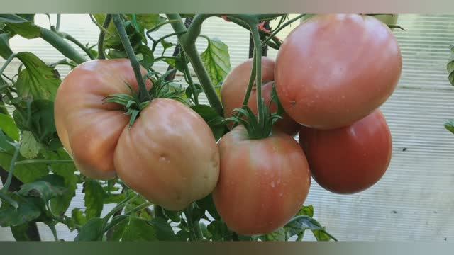 Хотите получить хороший  урожай томатов и клубники? Подкормите их бором