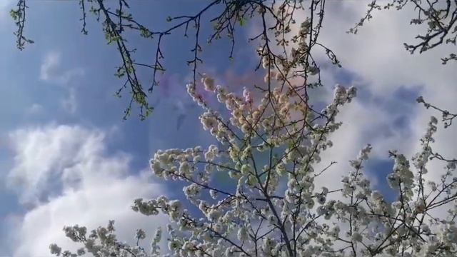 *ПАРА ГОЛУБОЧКІВ* поезія та читання Л Дутчак & музика т?