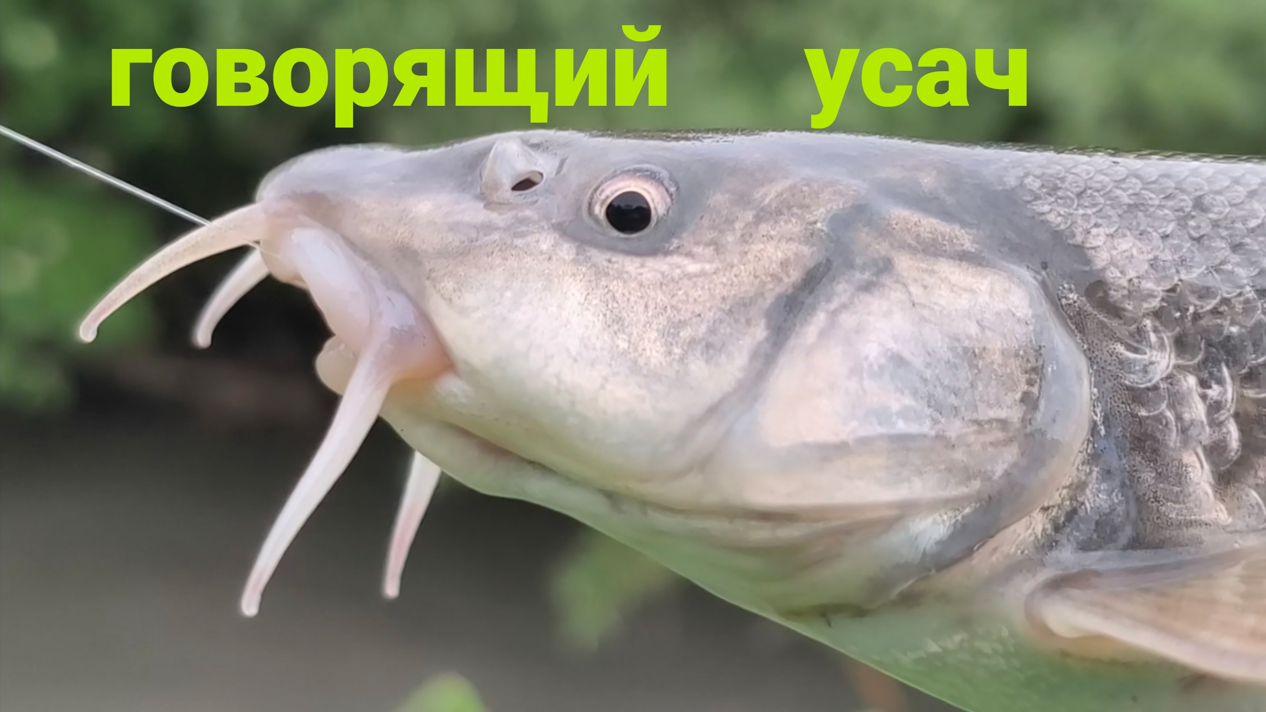 А вы слышали как разговаривает усач