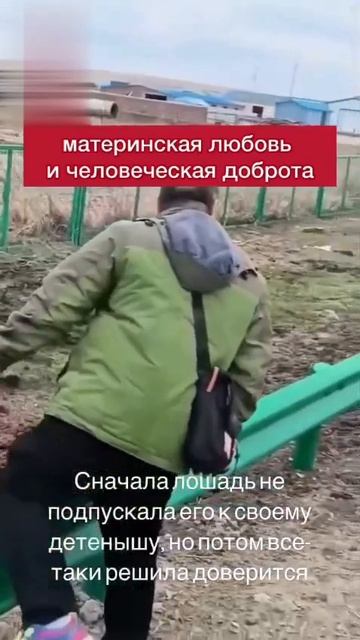 Помощ лошадке и её жеребёнку