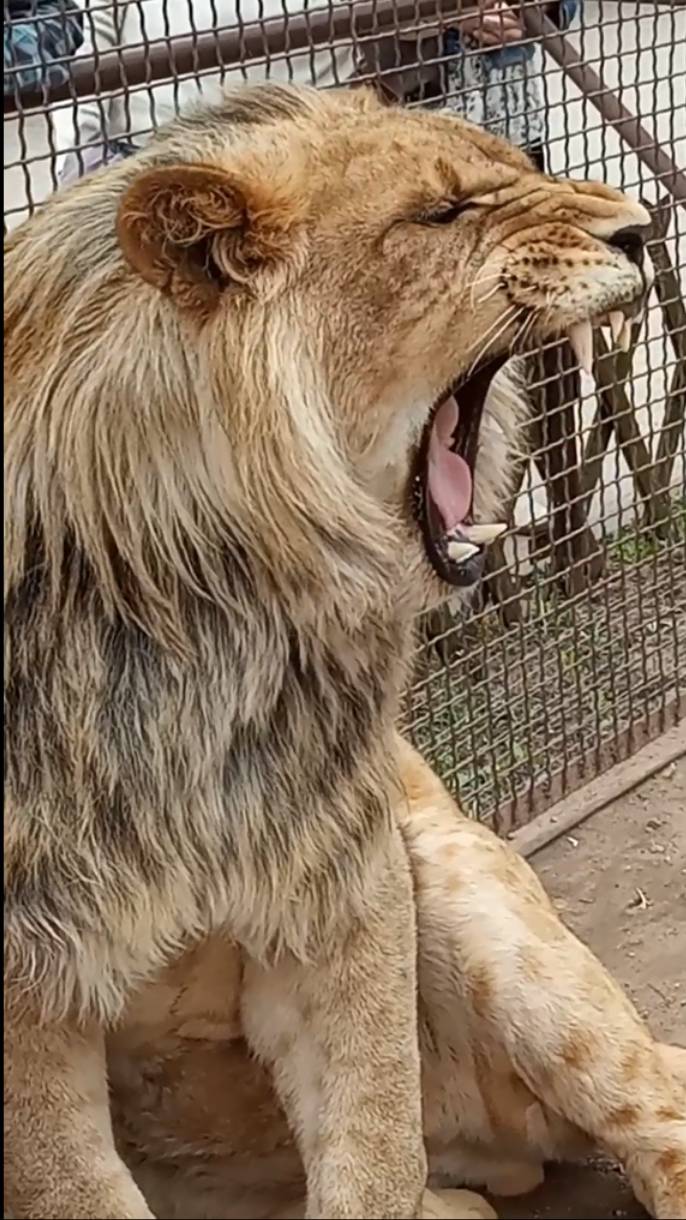 ШЕРХАН  не лев, он подросточек. #шерхан_тайган #шерхан #лев #lion #zoo #юмор #shortvideo