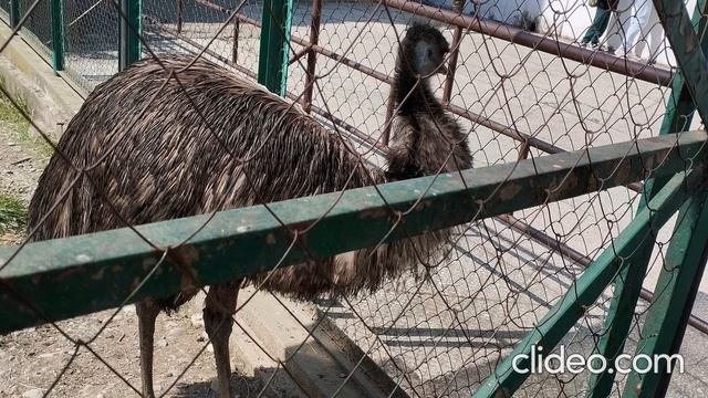 Сочи в апреле (Дендрарий)
